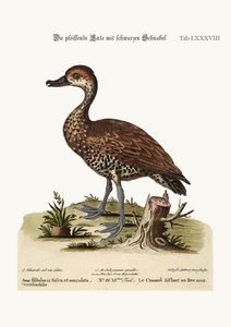 El Pato Silbador de Pico Negro, 1749-73